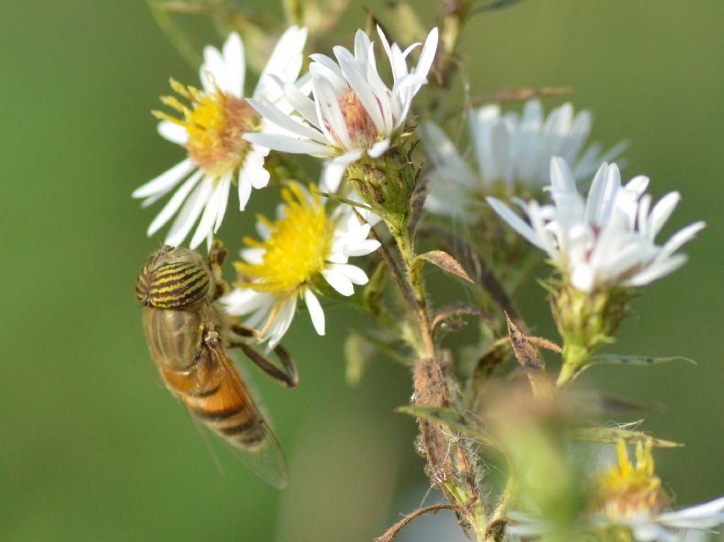 Eristalinus taeniops